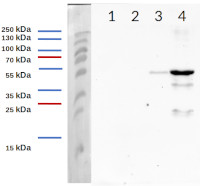 His-tag | 3xHis (polyclonal) in the group Tag Antibodies / His (3x, 6x) at Agrisera AB (Antibodies for research) (AS20 4441)